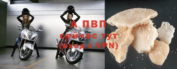 прущие грибы Каменногорск